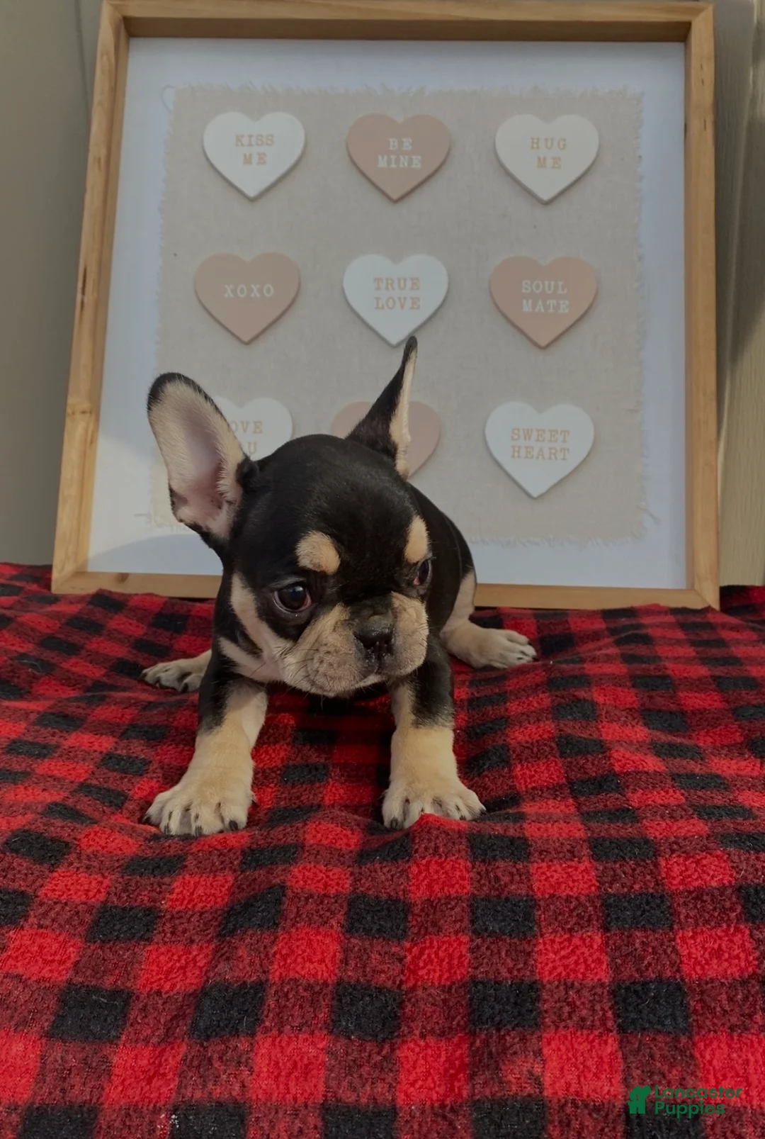 French Bulldog dogs for sale: French Bulldog Puppy 1 - Ad 2
