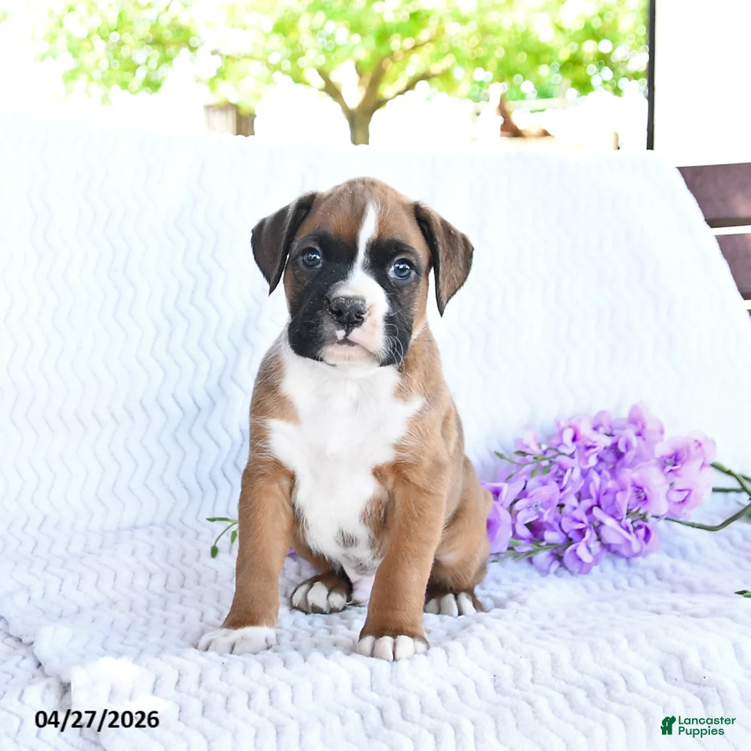 Boxer dogs for sale: Cowboy - Ad 1