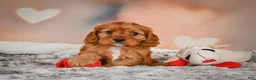 Cavapoo dogs for sale: LUNA - Ad 5