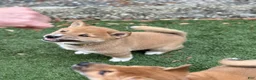Shiba Inu dogs for sale: Ravioli - Ad 4