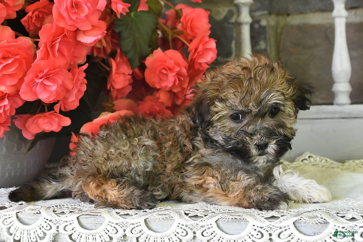 Havanese dogs Rover - Ad 2