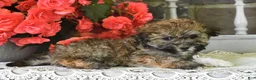 Havanese dogs for sale: Rover - Ad 2