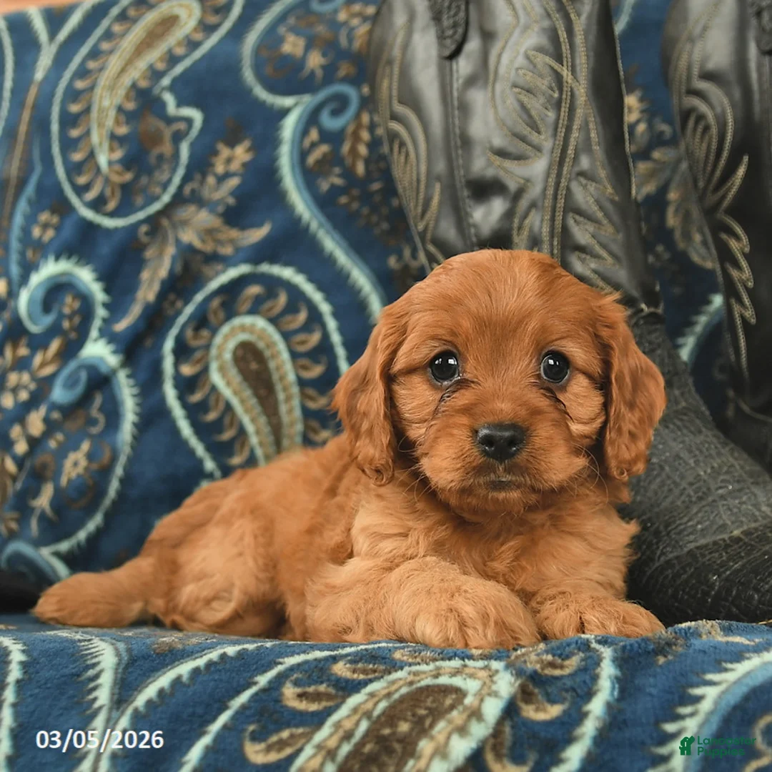 Cavapoo dogs for sale: Tesla  - Ad 5