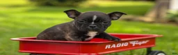 Frenchton dogs for sale: BUDDY - Ad 16