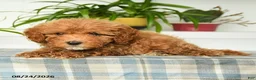 Mini Goldendoodle dogs for sale: Tessa - Ad 3