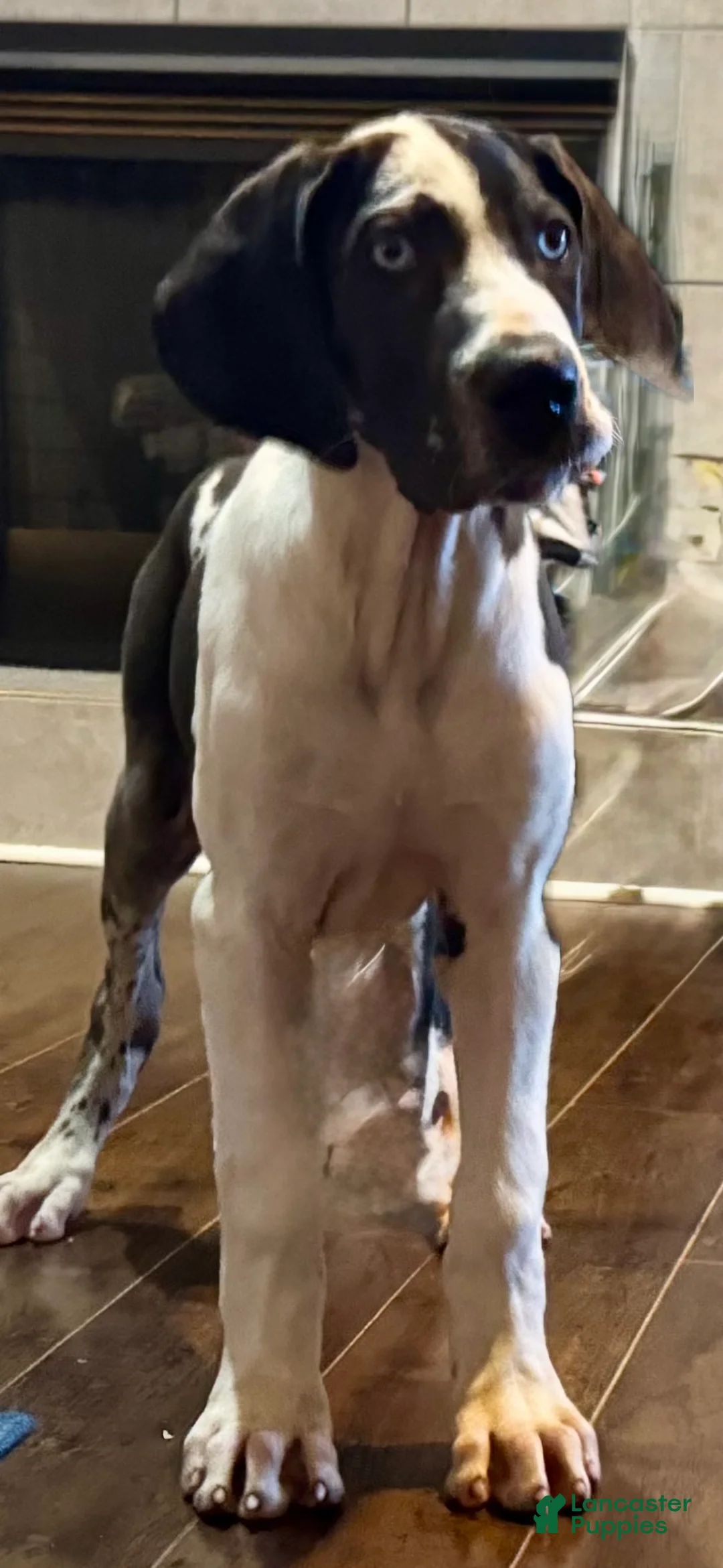 Great Dane dogs for sale: Harlequin Merle  - Ad 1