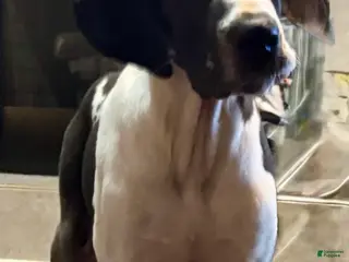 Great Dane dogs Harlequin Merle - Ad 1