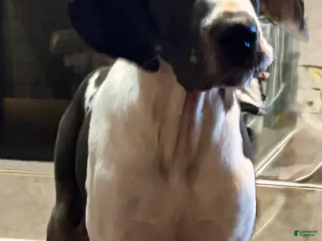 Great Dane dogs Harlequin Merle - Ad 1