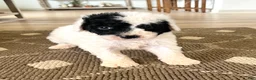 Mixed Breed dogs for sale: Ranger - Ad 5