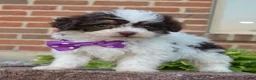 Mini Bernedoodle dogs for sale: Mini Buffy - Ad 9