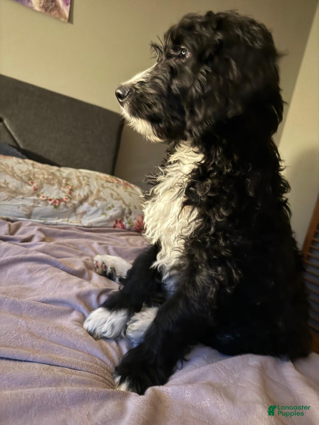 Mixed Breed dogs for sale: Mixed Breed Puppy 1 - Ad 2