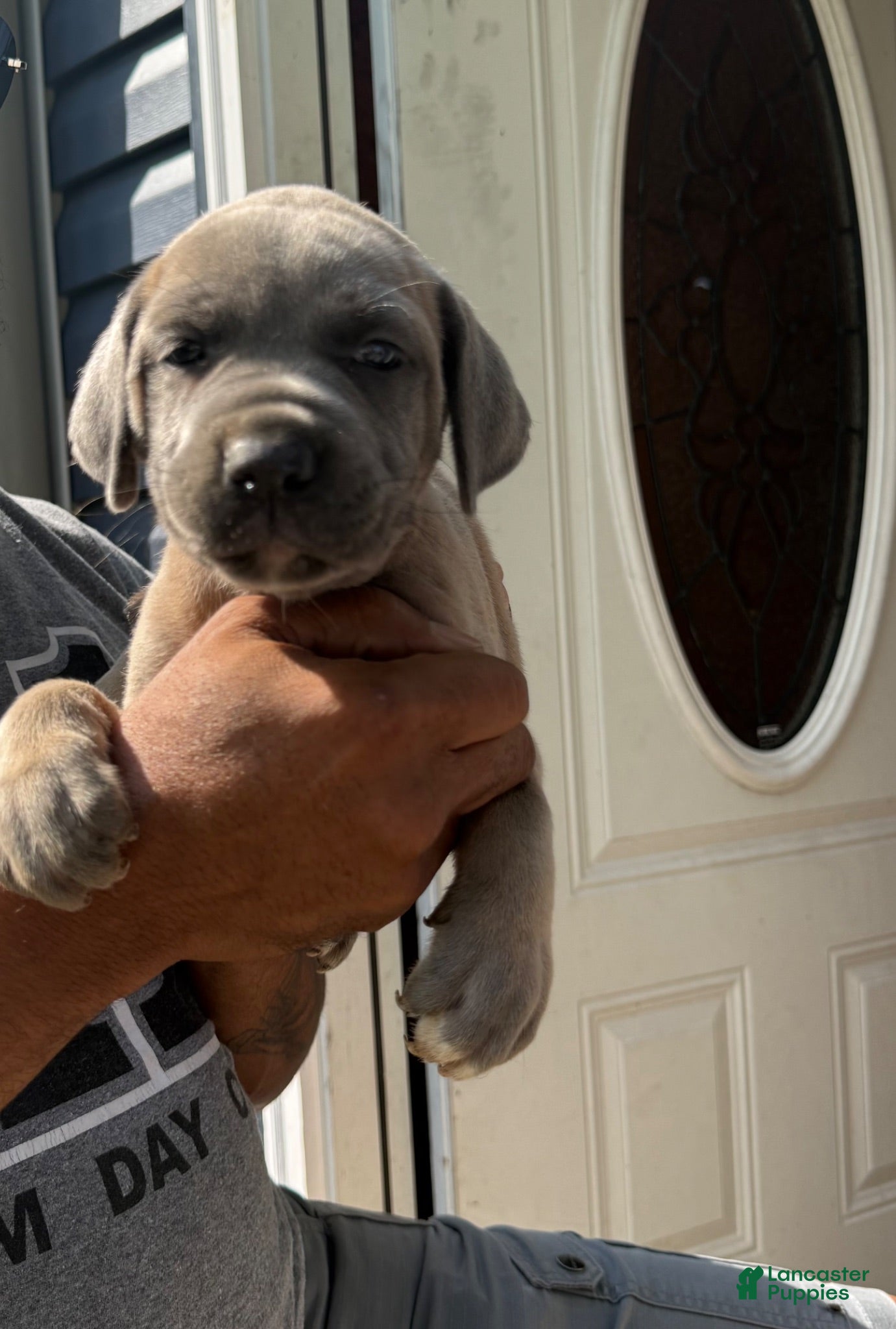 Cane Corso dogs for sale: Cane Corso 1 - Ad 2