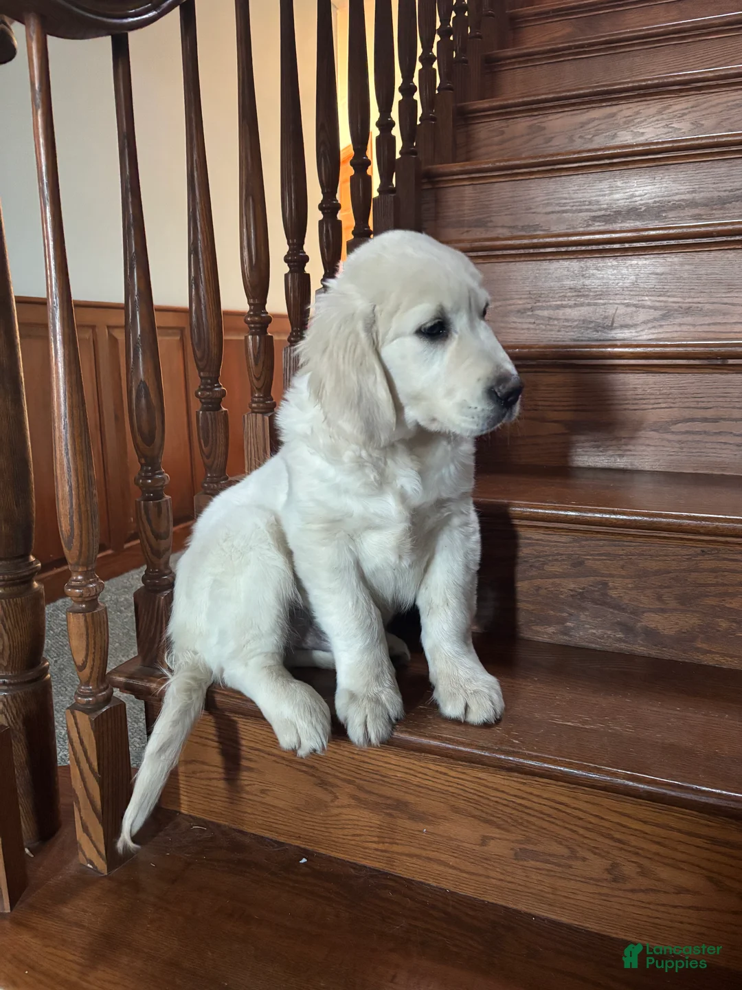 Golden Retriever dogs for sale: Bo  - Ad 4