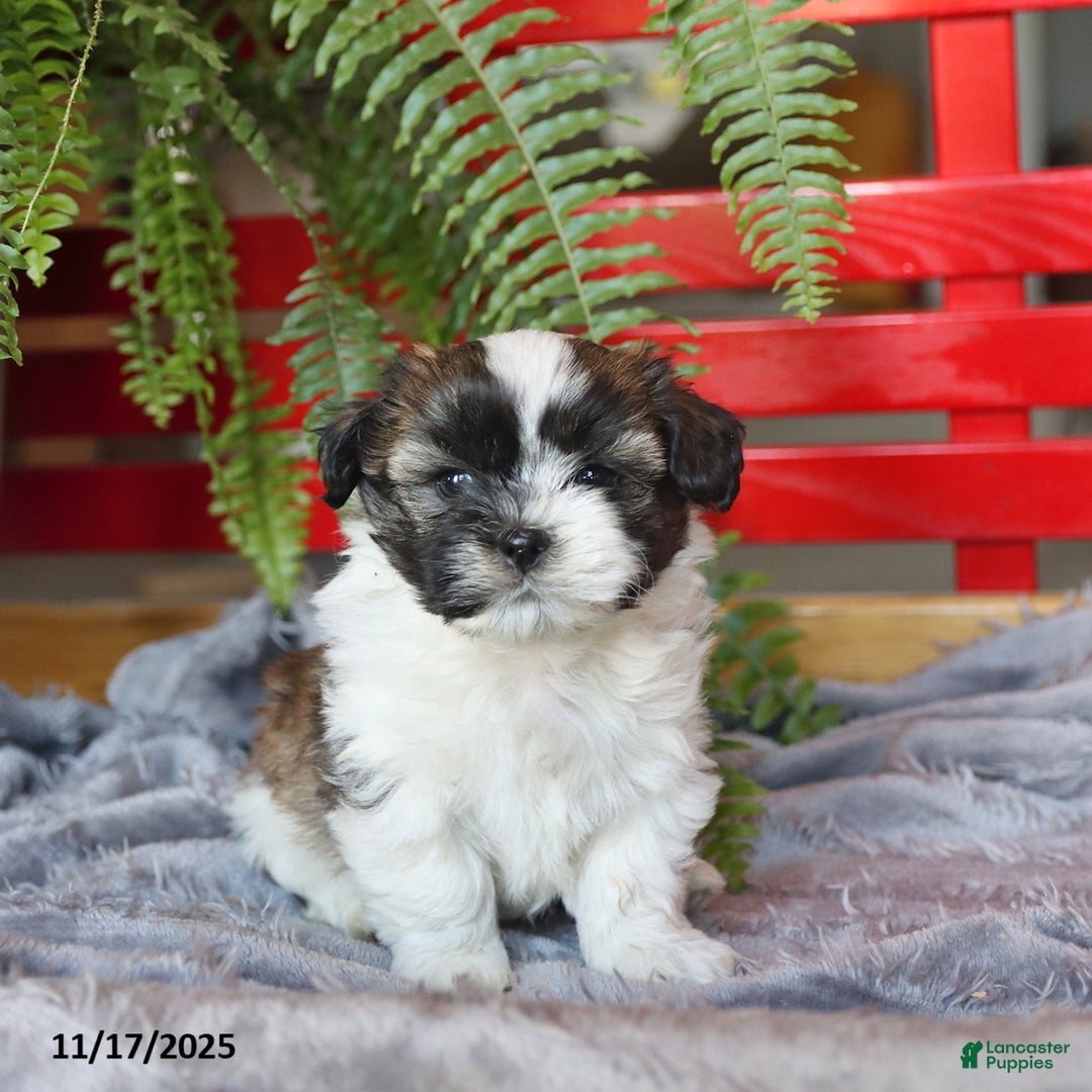 Teddy Bear dogs for sale: Teddy - Ad 3