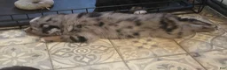 Australian Shepherd dogs for sale: RaeAnn - Ad 4
