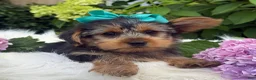 Yorkshire Terrier dogs for sale: Muff - Ad 9