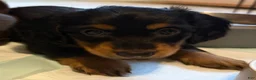 Dachshund dogs for sale: Lainey - Ad 4