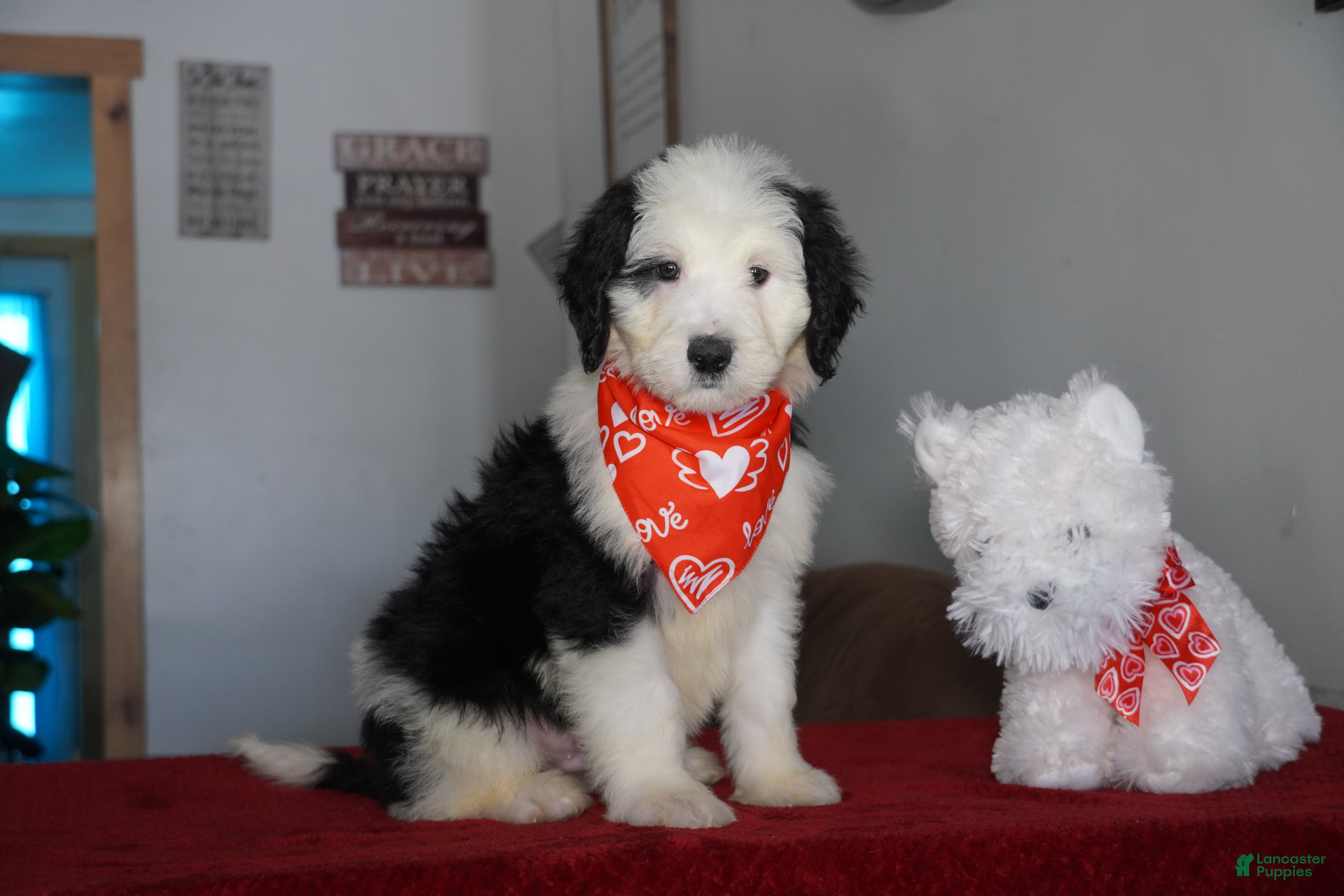Sheepadoodle dogs Ringo - Ad 18