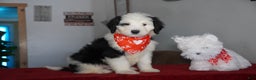 Sheepadoodle dogs for sale: Ringo - Ad 1
