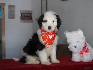 Sheepadoodle dogs Ringo - Ad 16