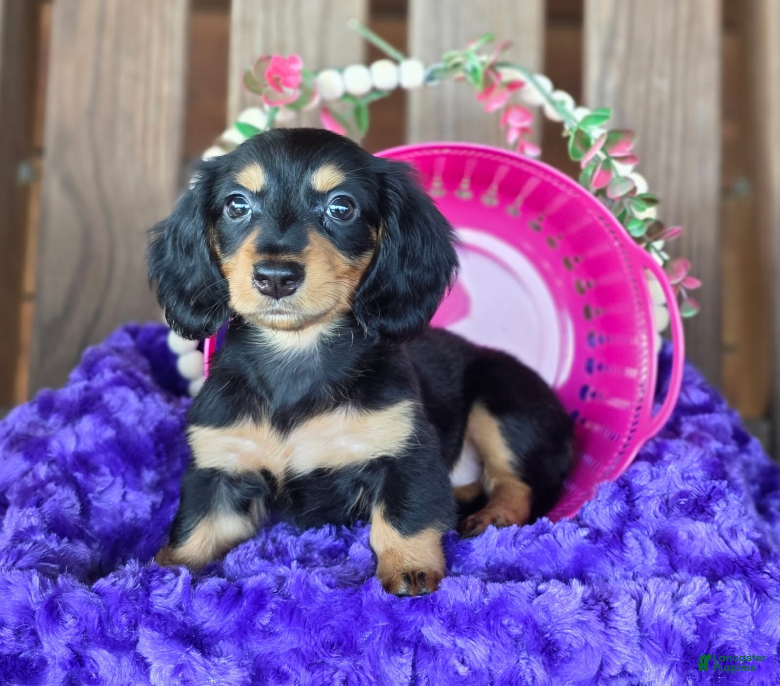 Dachshund dogs Girl - Ad 2