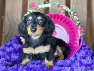Dachshund dogs Girl - Ad 2