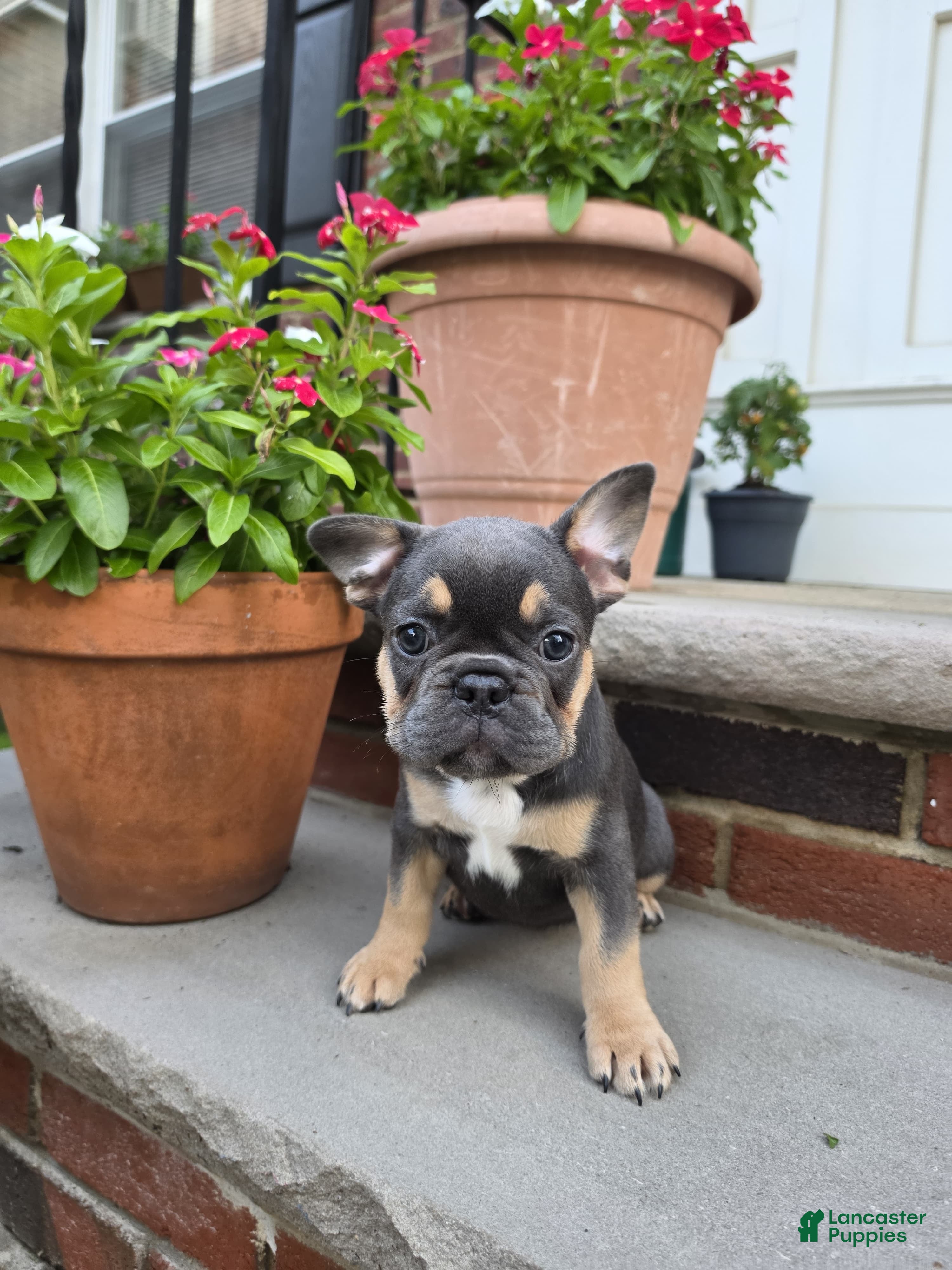 French Bulldog dogs French Bulldog 3 - Ad 1