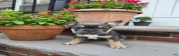 French Bulldog dogs for sale: French Bulldog 3 - Ad 1