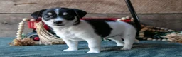 Chihuahua dogs for sale: Pablo - Ad 3
