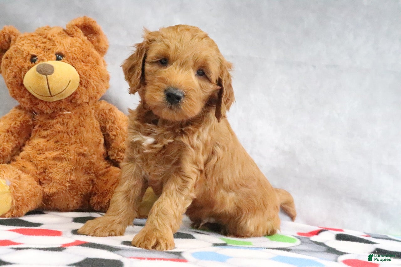Mini Goldendoodle dogs Austin - Ad 1