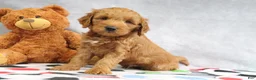 Mini Goldendoodle dogs for sale: Austin - Ad 1