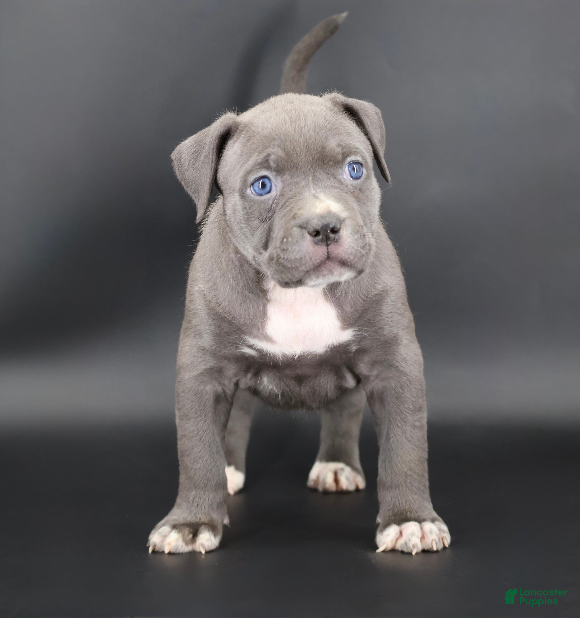 American Bully dogs Duchess - Ad 1