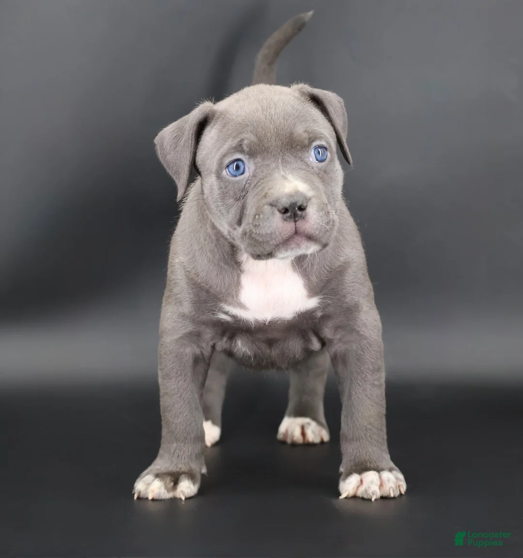 American Bully dogs for sale: Duchess - Ad 1