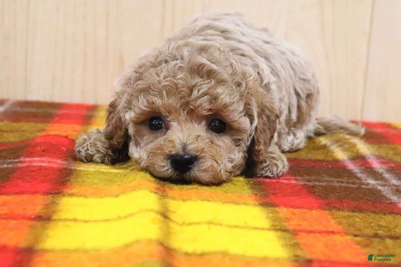 Bichpoo dogs Orchid - Ad 31