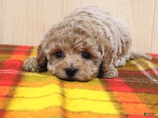 Bichpoo dogs Orchid - Ad 19