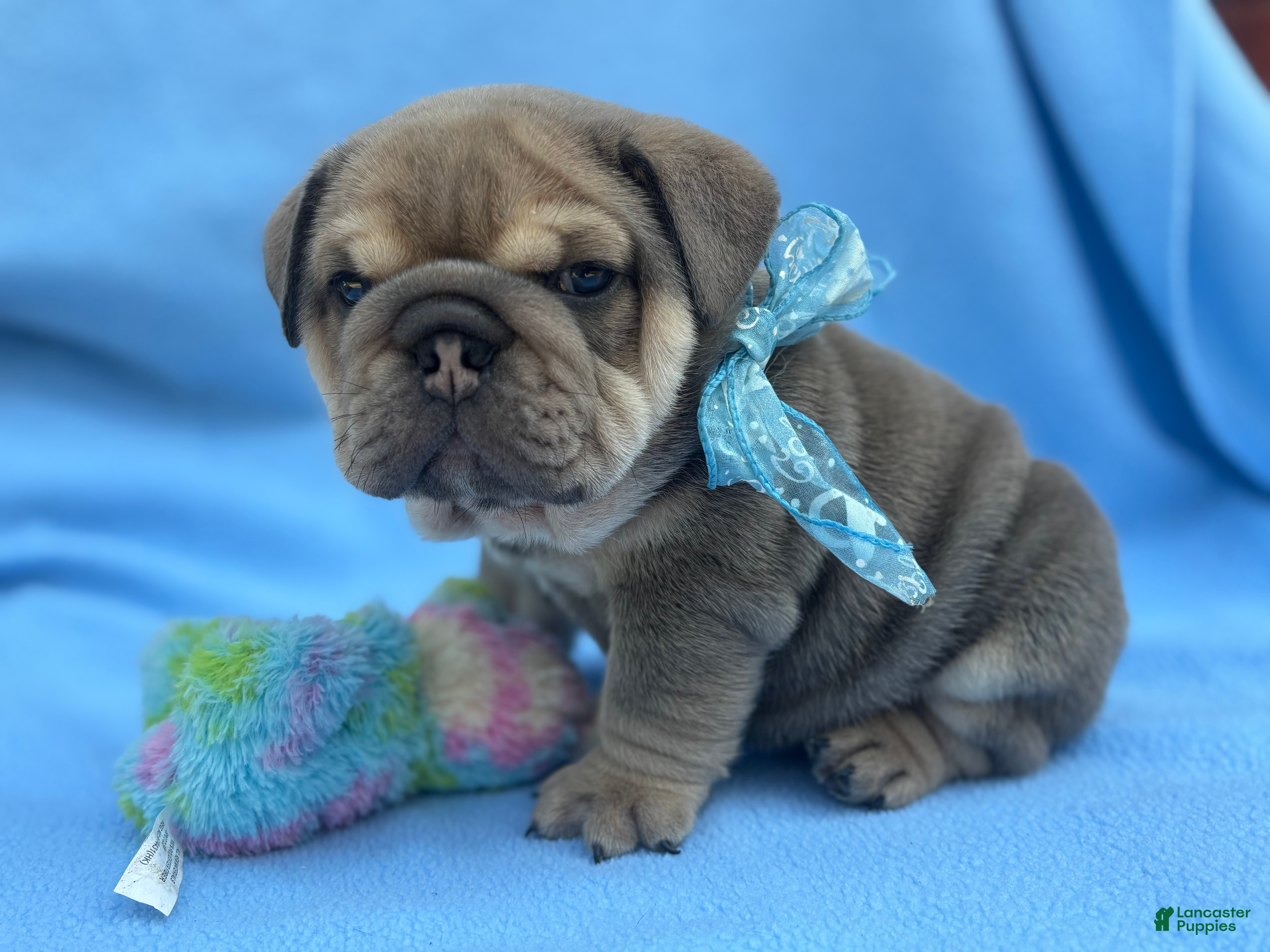 English Bulldog dogs Cooper - Ad 26