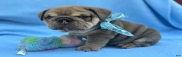 English Bulldog dogs for sale: Cooper - Ad 1