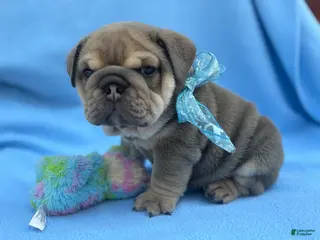 English Bulldog dogs Cooper - Ad 26