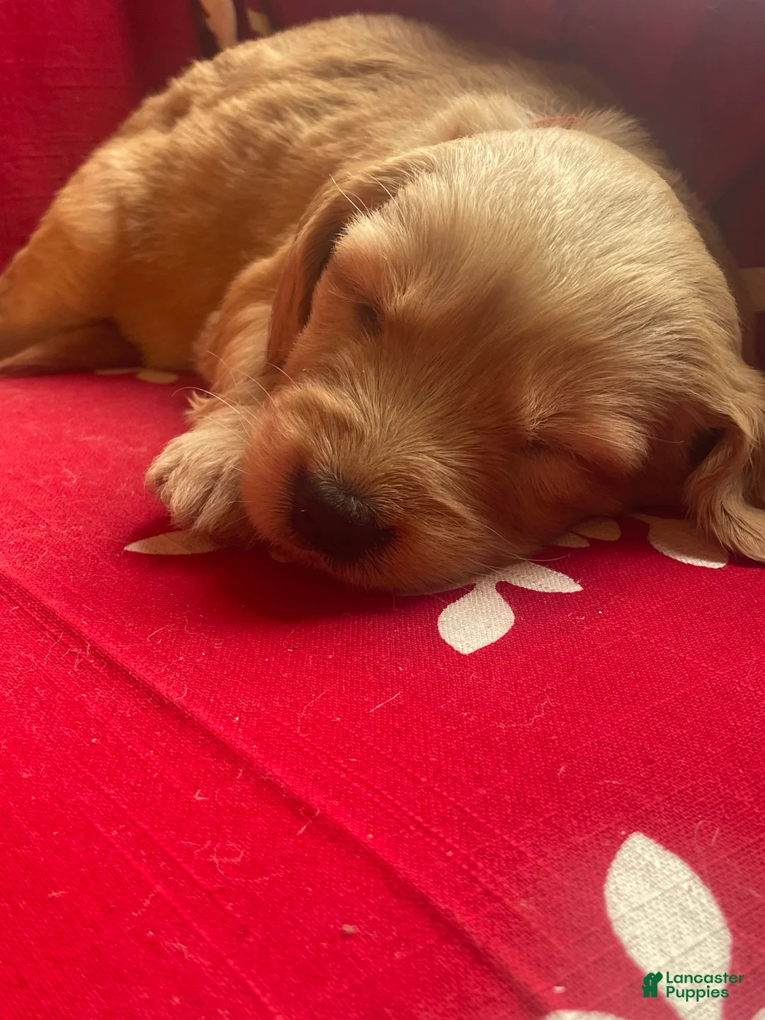 Goldendoodle dogs for sale: Goldendoodle Puppy 3 - Ad 4