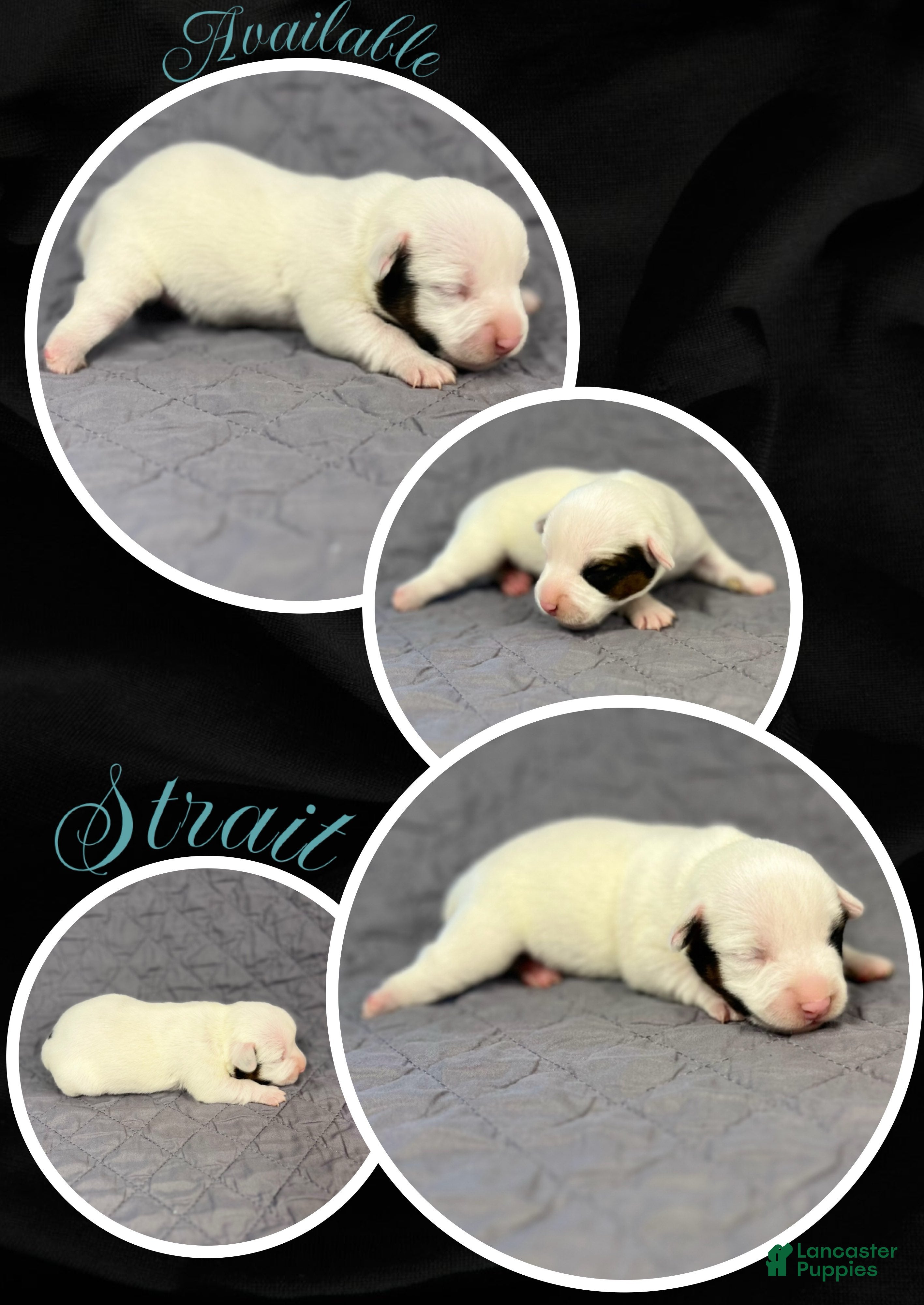 Jack Russell Terrier dogs Strait  - Ad 2