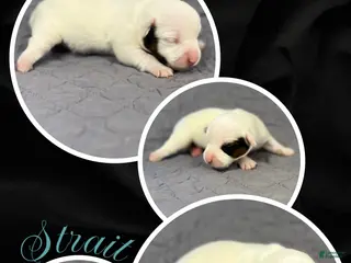 Jack Russell Terrier dogs Strait - Ad 2