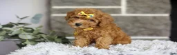 Toy Poodle dogs for sale: Amara  - Ad 14