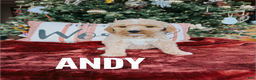 Goldendoodle dogs for sale: Andy - Ad 1