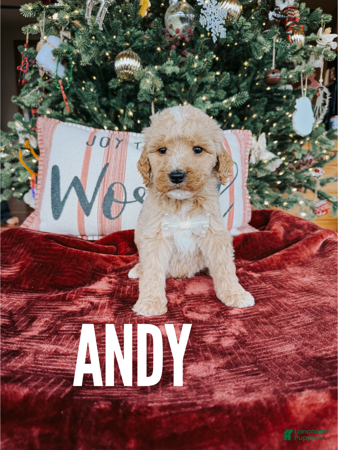 Goldendoodle dogs for sale: Andy - Ad 1