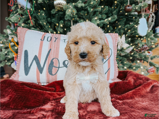 Goldendoodle dogs Andy - Ad 32