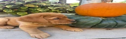 Labrador Retriever dogs for sale: Bailey - Ad 4