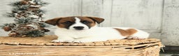 Jack Russell Terrier dogs for sale: Rudolph - Ad 4