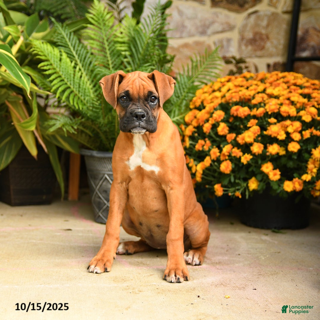 Boxer dogs for sale: Candy - Ad 3