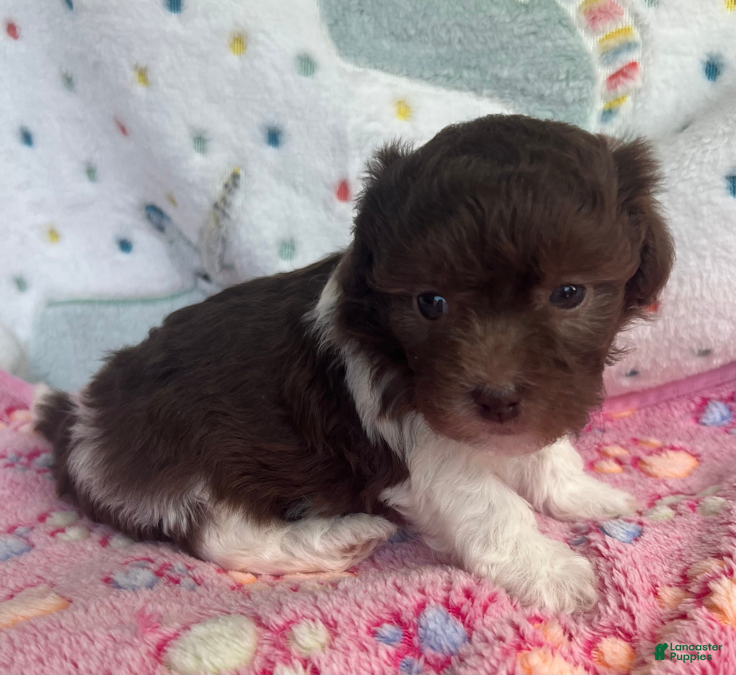 Havanese dogs for sale: Cricket  - Ad 4