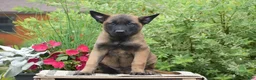 Belgian Malinois dogs for sale: Mateo - Ad 3